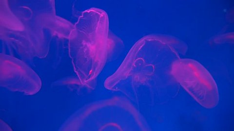 4k Group Of Fluorescent Pink の動画素材 ロイヤリティフリー Shutterstock