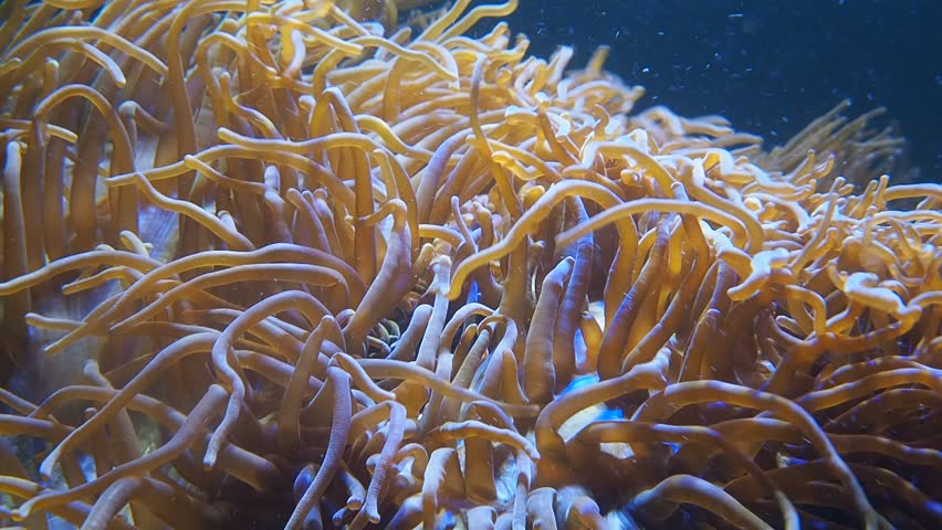 Coral reefs and tropical fish swimming underwater in the sea.