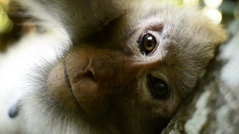 The life of Assam macaque
