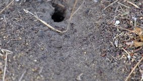 Nest of ants. Ants at work