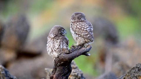 Two chicks little owls sitting on a stick and bite each other. Athene noctua