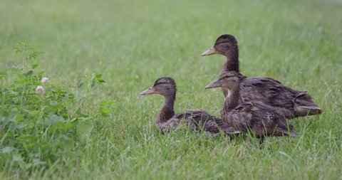 Three ducks isolated in grass shake it off - slow zoom in - Βίντεο στοκ