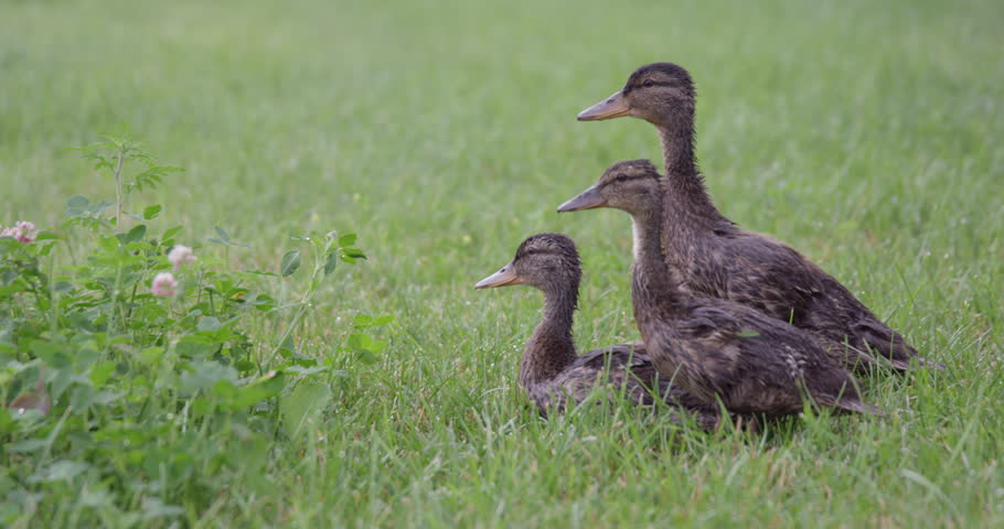 ducks quacking 10 hours