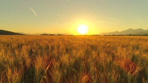 AERIAL, CLOSE UP: Flying above beautiful rural summer landscape with endless golden wheat fields at dreamy sunset. Agricultural valley in mountainous landscape at sunrise. Gorgeous ripe wheat field