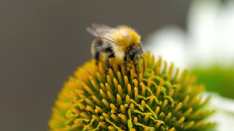 Bumblebee collects nectar on a Echinacea flower