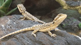 4K HD Video of two baby Bearded Dragon lizards facing opposite directions on a rock, 1 sitting still while the other looks around. This species is very popularly kept as a pet and widely seen in zoos.