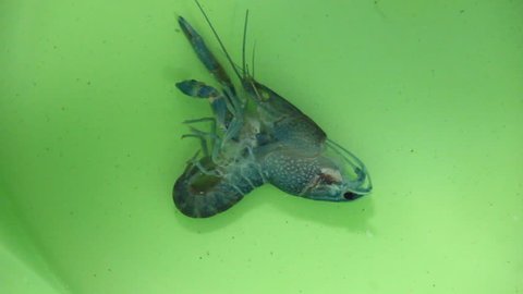 Blue Lobster Or Crayfish (Cherax quadricarinatus) Shrimp Moult 