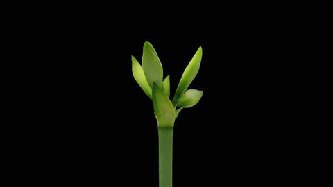 Time-lapse of growing, opening and rotating white amaryllis Matterhorn Christmas flower 1a1 in PNG+ format with ALPHA transparency channel isolated on black background
