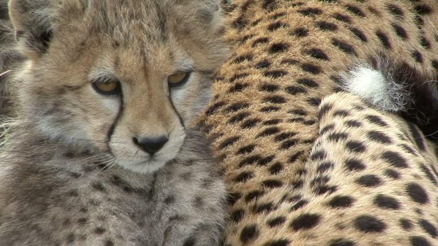 A cheetah, Narasha, lays by her cub in Olare Orok Conservancy, Kenya, Africa.