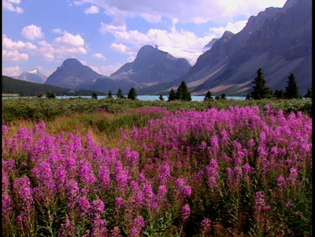 mountain lake wildflowers Stock Footage Video (100% Royalty-free) 30380 ...