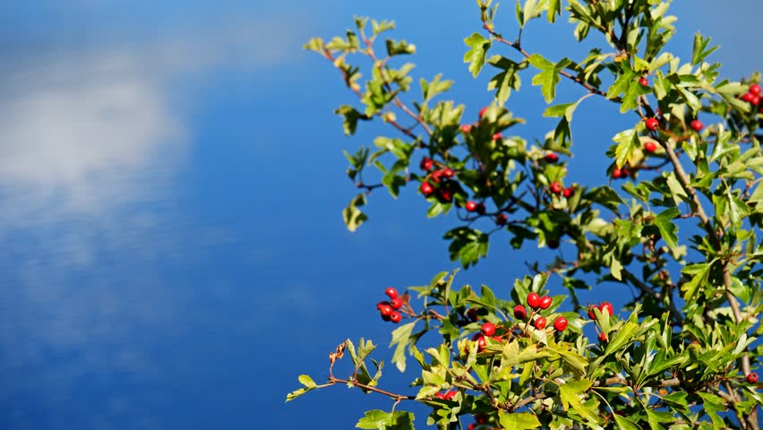 red berries countryside nature background