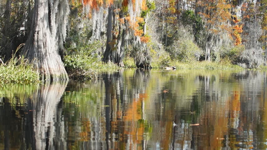 Bald Cypress Tree in southern swamp in November