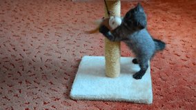Gray Scottish kitten playing with toy