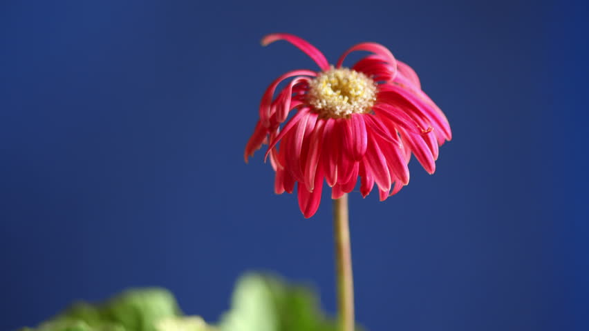 Gerbera Time Lapse from dead to life. Royalty-Free Stock Footage #3038740