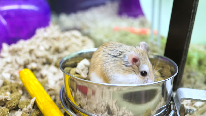 dwarf hamster veggies