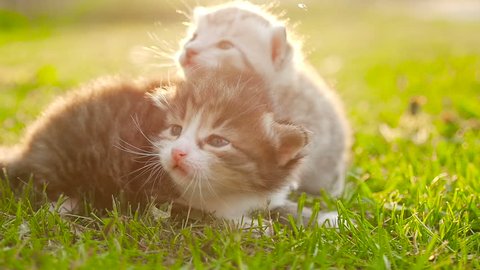 Two tiny nice kittens HD