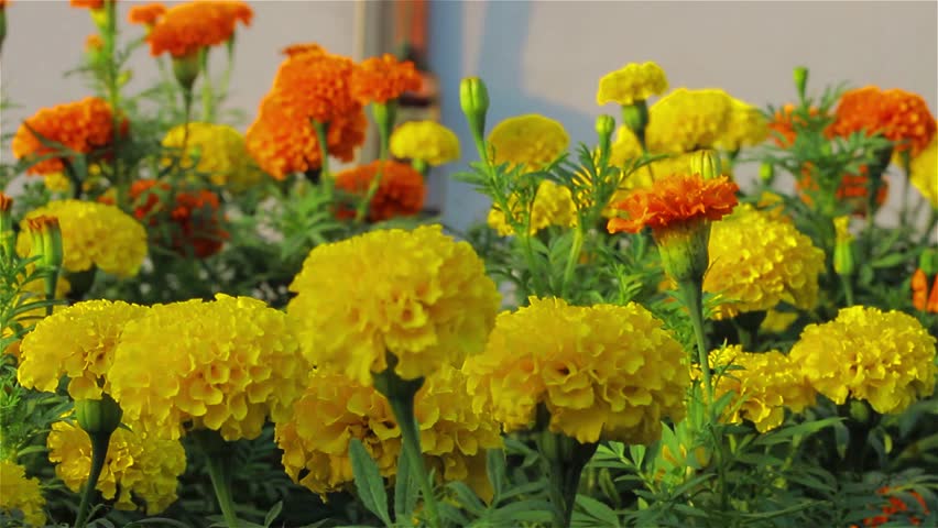 Garden of marigold flowers close up. 