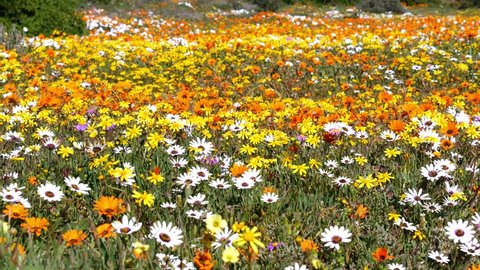 Postberg, West Coast National Park, Western Cape, South Africa during Spring flower season, close up pan of field of mass of orange, white & yellow flowers