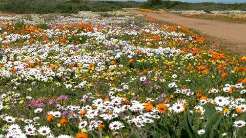 Postberg, West Coast National Park, Western Cape, South Africa during Spring flower season, mass of orange, white & purple flowers next to track  
