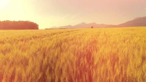 AERIAL, LENS FLARE: Gorgeous dry yellow wheat plants swaying in the wind on beautiful country farmland. Rye crop field swinging in gentle summer breeze. Picturesque landscape with high rocky mountains