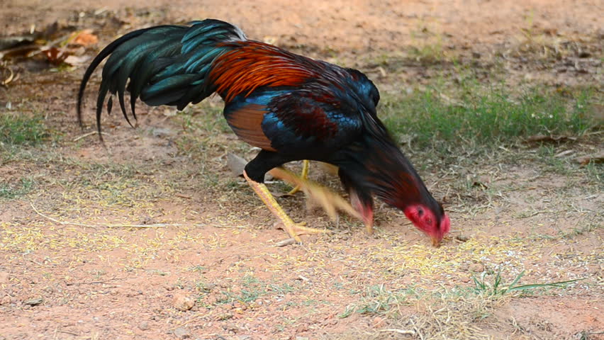 Rooster chicken looking and eating