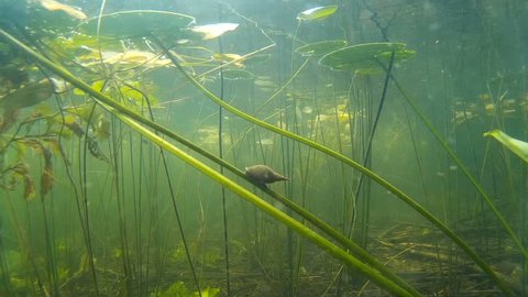 The great pond snail, crawling under water