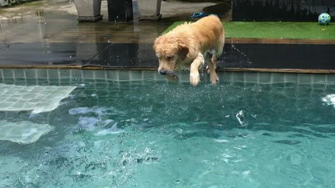 Funny Labrador Dog Diving In Swimming Pool In Summer. Slow Motion. 4K. 