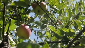Apples on tree branch shallow DOF 2160p 30fps UltraHD footage - Juicy Malus pumila organic fruit  4K 3840X2160 UHD video
