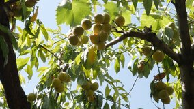 Organic Prunus persica fruit on tree branches close-up 4K 2160p 30fps UltraHD footage - Fresh peaches against blue sky 3840X23160 UHD video