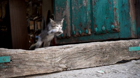 Closeup view of old wooden door and kitten jumping in super slow motion, loopable