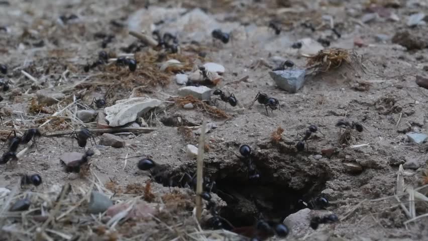 Ants colony on the ground working