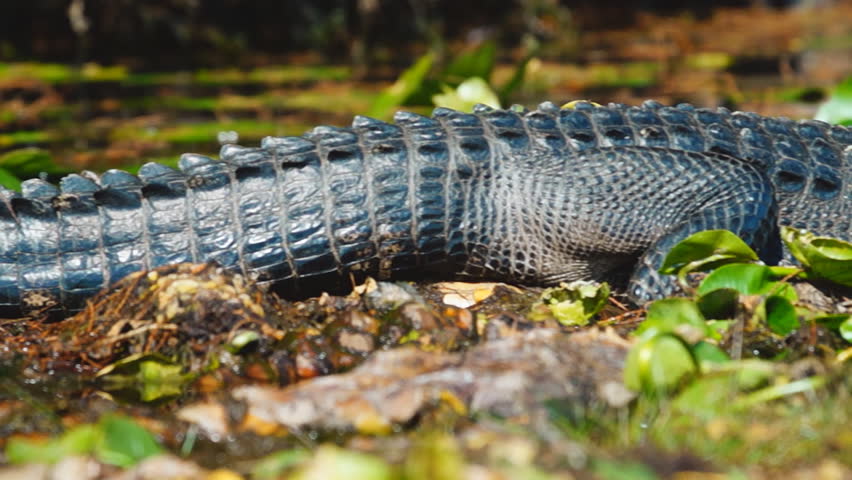 American Alligator basking in south Georgia swamp
