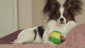 Papillon Continental Toy Spaniel puppy tired of playing a ball and falling asleep stock footage video