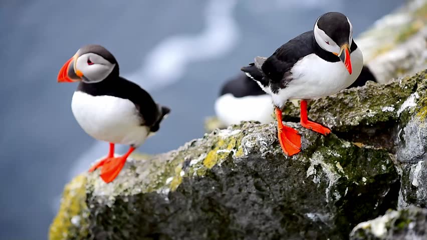 Puffin dressing on the cliff of Latrabjarg in Iceland Royalty-Free Stock Footage #30408412