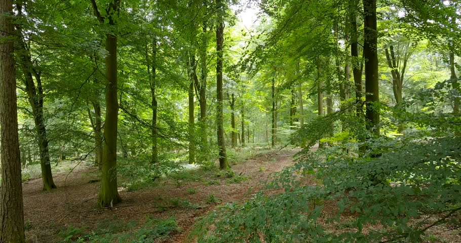 Slowly panning through a forest at dawn in the summer | Shutterstock HD Video #30409084