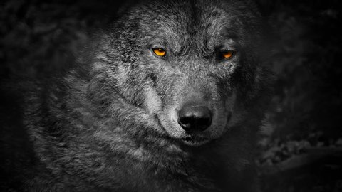 Wolf Growls With Fiery Eyes Abstract. With Sound