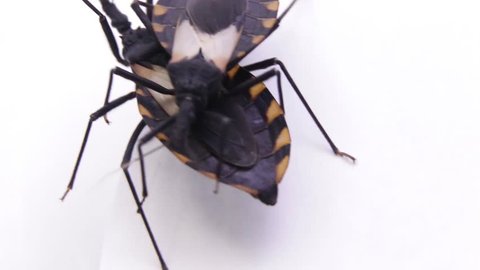 Two copulating kissing bugs in laboratory conditions. Famous human life threatening bug transmitting the fatal Chagas disease all over Latin and south America