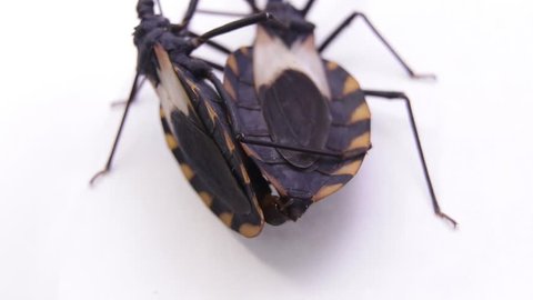 Two copulating kissing bugs in laboratory conditions. Famous human life threatening bug transmitting the fatal Chagas disease all over Latin and south America continent