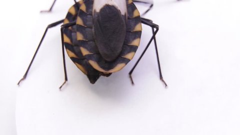 Two copulating kissing bugs in laboratory conditions. Famous human life threatening bug transmitting the fatal Chagas disease all over Latin and south America continent