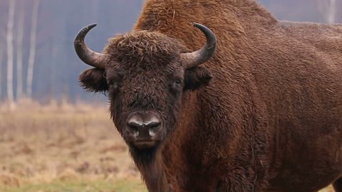 Wild Bison in the forest. European bison (Bison bonasus). It is one of two species, alongside the American bison.