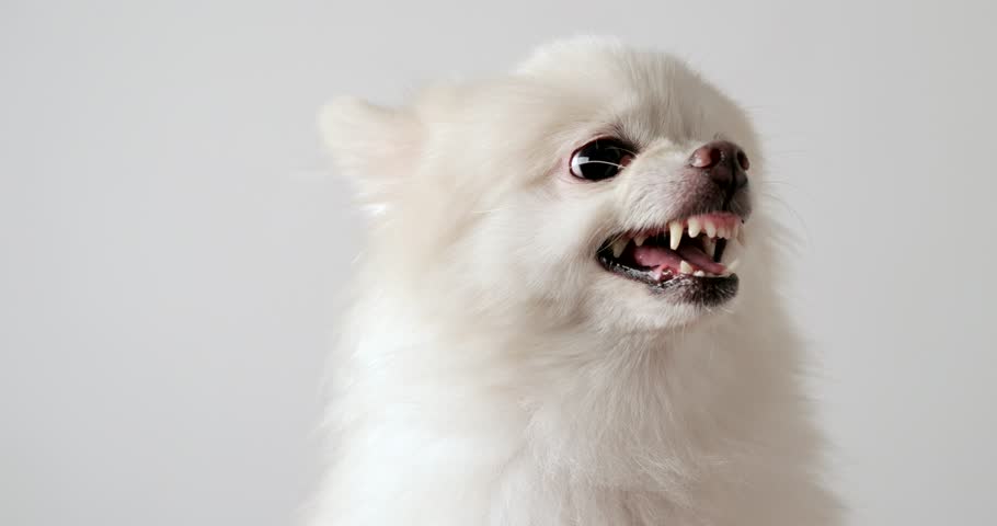 dog barking Stock Video (100% Royalty-free) 30418990 | Shutterstock