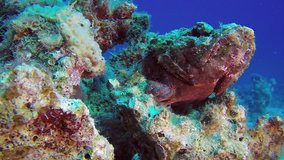 Devil Scorpionfish. Picture of underwater devil scorpionfish (Scorpaenopsis diabolus) in the tropical reef of the Red Sea, Dahab, Egypt.