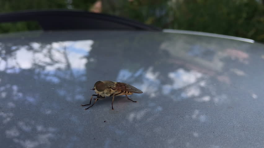 Large insect fly with huge eyes on metallic surface