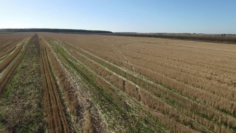 Aerial view of autumn agricultural field. Footage. Aerial view of wheat field. Agricultural field