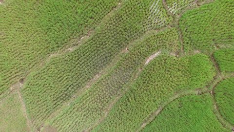 aerial view of green terraced rice field in Kiulu Sabah, Malaysia. Footage