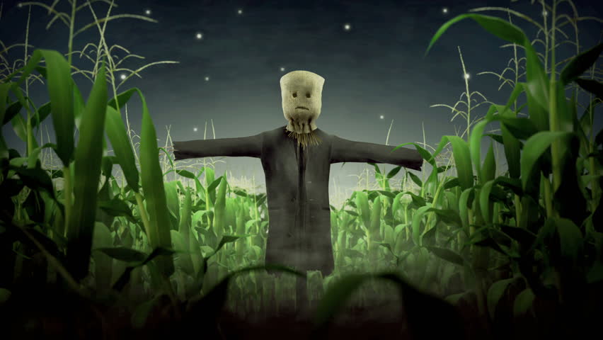 Halloween scarecrow in a cornfield