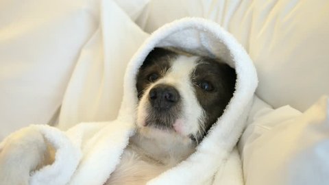 Close Up Of Cute Dog In Bathrobe Lying on Bed. 4K. 