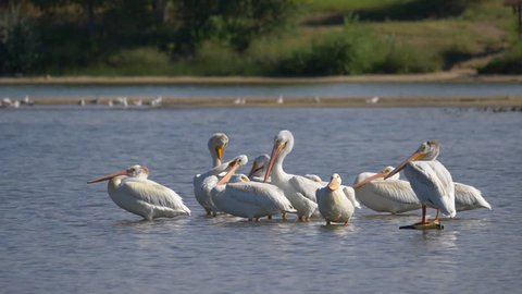 Squadron of American White Pelicans at Cherry Creek State Park in Colorado. HD Slow motion.