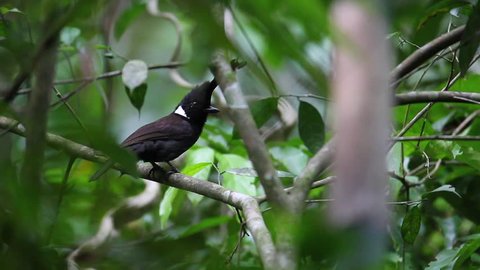 Adult Crested jay (Platylophus galericulatus), uprisen angle view, calling beautiful song in the nature in fresh shiny day in tropical forest, Kaeng Krachan National Park, The jungle of Thailand.