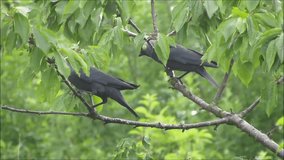 Close up of two Jackdaws in a cherry tree on a miserable windy day. Jackdaws (Corvus monedula), part of the corvid family, are also known as the Eurasian jackdaw, European jackdaw and Western jackdaw.
